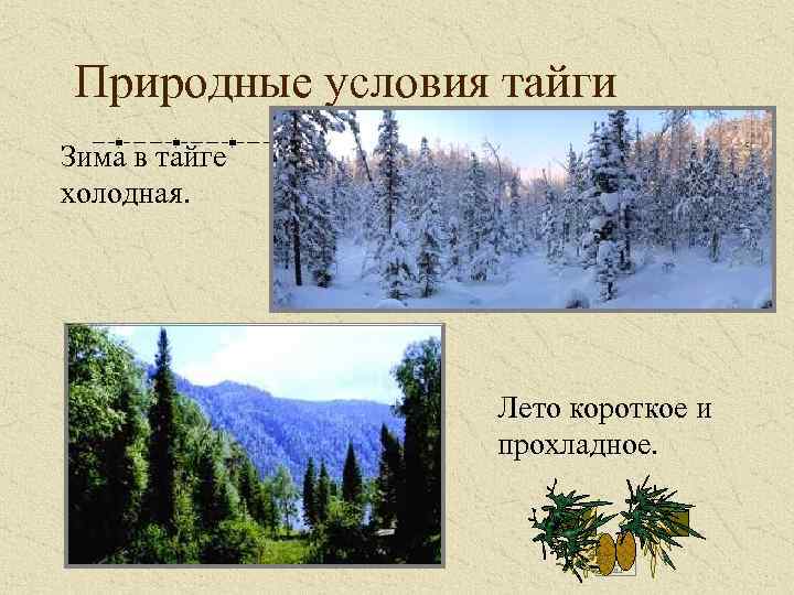 Природные условия тайги Зима в тайге холодная. Лето короткое и прохладное. 