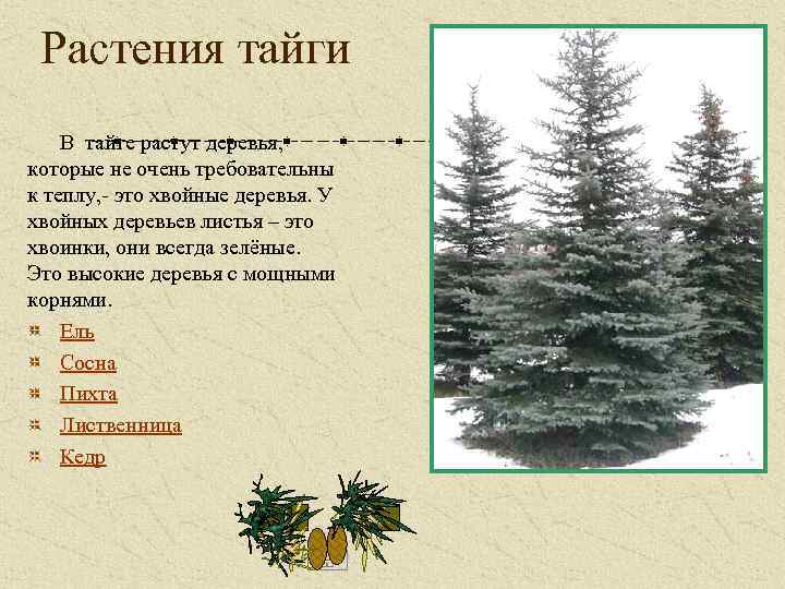 Растения тайги В тайге растут деревья, которые не очень требовательны к теплу, - это