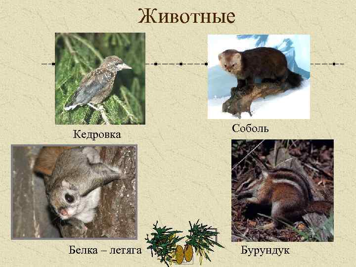 Животные Кедровка Белка – летяга Соболь Бурундук 