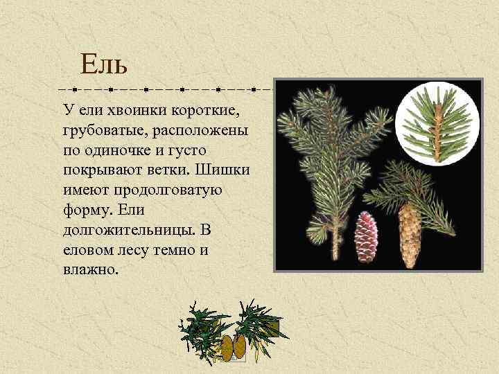 Ель У ели хвоинки короткие, грубоватые, расположены по одиночке и густо покрывают ветки. Шишки