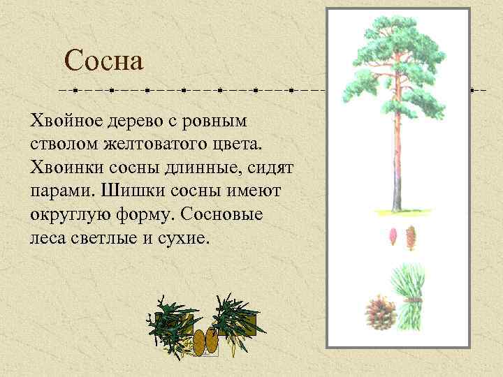 Сосна Хвойное дерево с ровным стволом желтоватого цвета. Хвоинки сосны длинные, сидят парами. Шишки
