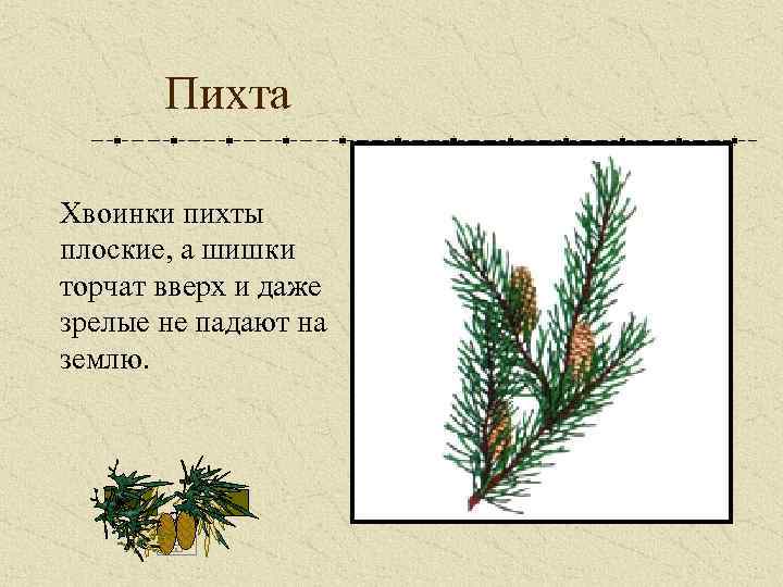 Пихта Хвоинки пихты плоские, а шишки торчат вверх и даже зрелые не падают на