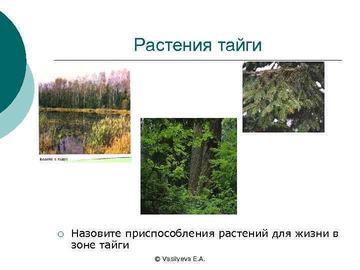 Растения тайги ¡ Назовите приспособления растений для жизни в зоне тайги © Vasilyeva E.