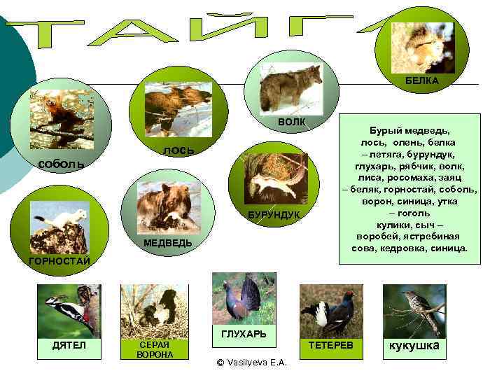 БЕЛКА ВОЛК соболь лось БУРУНДУК МЕДВЕДЬ Бурый медведь, лось, олень, белка – летяга, бурундук,