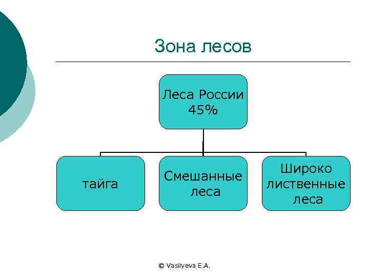 Зона лесов Леса России 45% тайга Смешанные леса © Vasilyeva E. A. Широко лиственные
