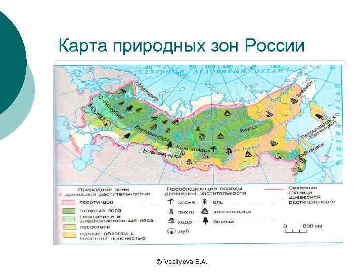 Карта природных зон России © Vasilyeva E. A. 