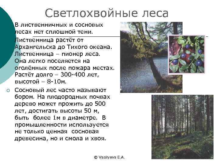 Светлохвойные леса ¡ ¡ ¡ В лиственничных и сосновых лесах нет сплошной тени. Лиственница