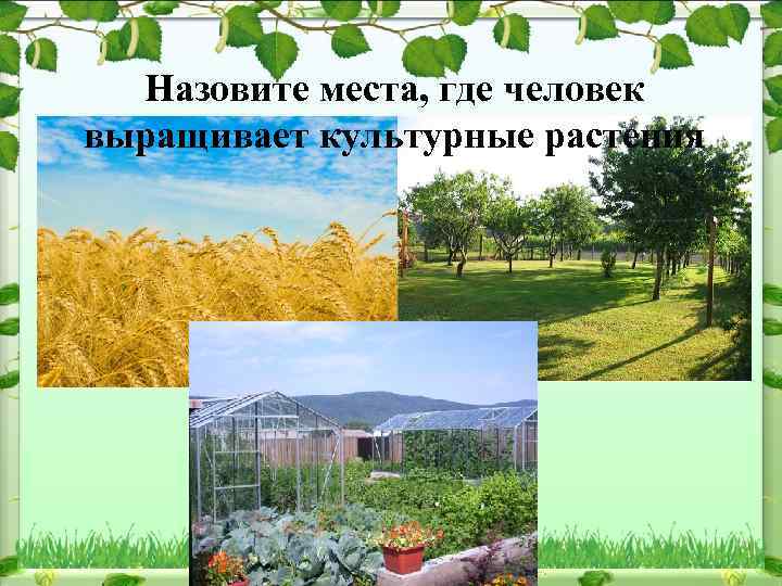 Назовите места, где человек выращивает культурные растения 