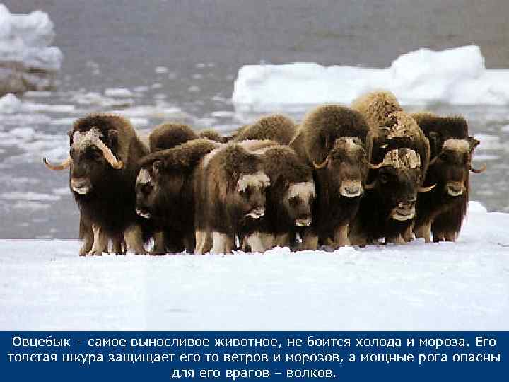 Овцебык – самое выносливое животное, не боится холода и мороза. Его толстая шкура защищает