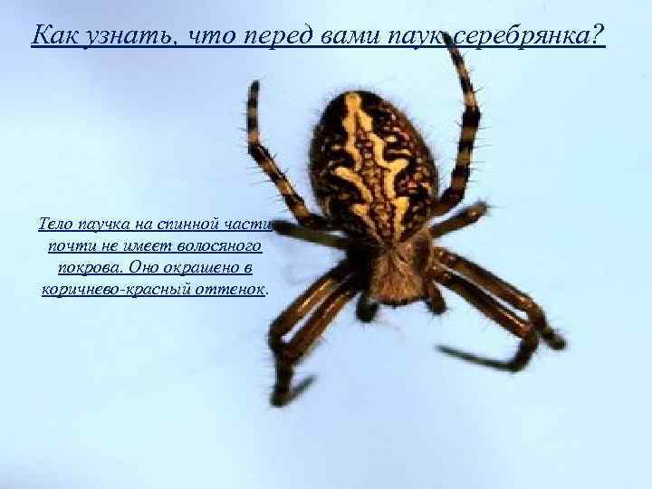 Как узнать, что перед вами паук-серебрянка? Тело паучка на спинной части почти не имеет