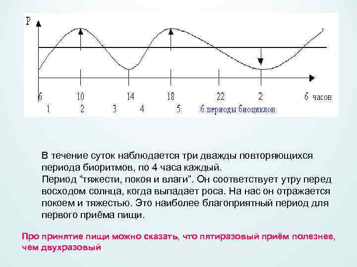 В течение суток наблюдается три дважды повторяющихся периода биоритмов, по 4 часа каждый. Период
