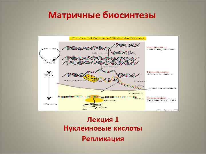 Матричный белок. Матричные биосинтезы нуклеиновых кислот. Матричные синтеезы репликация. Репликация нуклеиновых кислот. Биосинтез нуклеиновых кислот.