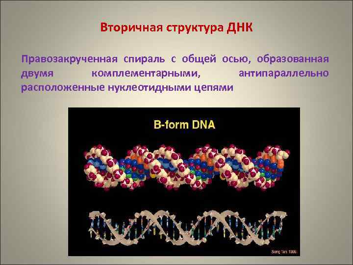 Комплементарные цепи днк антипараллельны. Вторичная структура ДНК правозакрученная. ДНК правозакрученная. Правозакрученная спираль ДНК. Строение ДНК правозакрученная спираль.