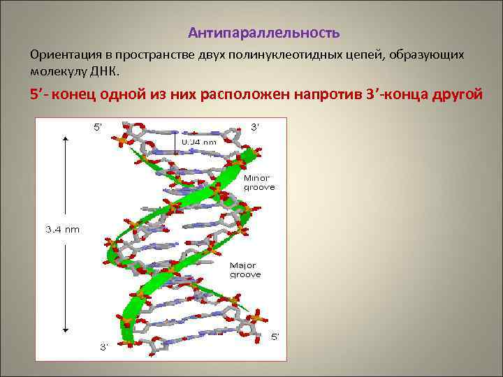 Полинуклеотидная рнк. Антипараллельность полинуклеотидных цепей. Полинуклеотидная цепь ДНК В конце. Антипараллельность ДНК. Антипараллельность цепей ДНК.