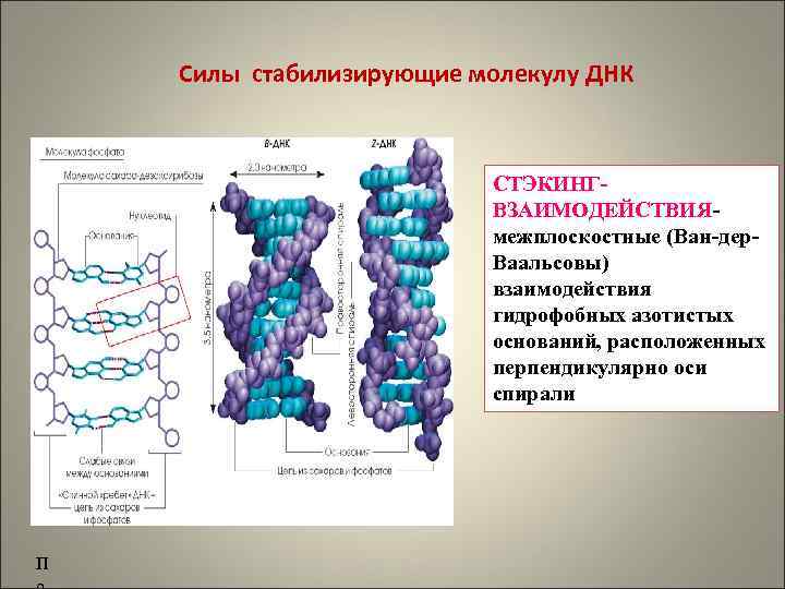 Силы стабилизирующие молекулу ДНК СТЭКИНГВЗАИМОДЕЙСТВИЯмежплоскостные (Ван-дер. Ваальсовы) взаимодействия гидрофобных азотистых оснований, расположенных перпендикулярно оси