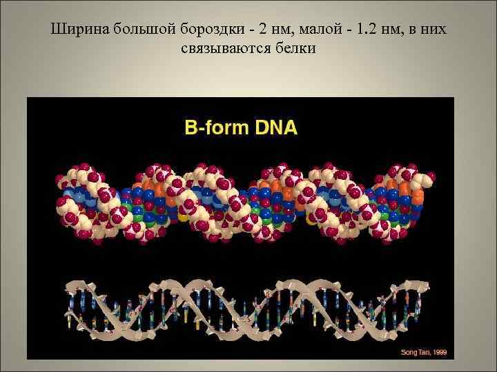 Ширина большой бороздки - 2 нм, малой - 1. 2 нм, в них связываются