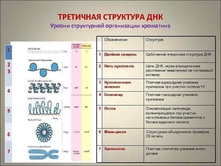 Состав двойного