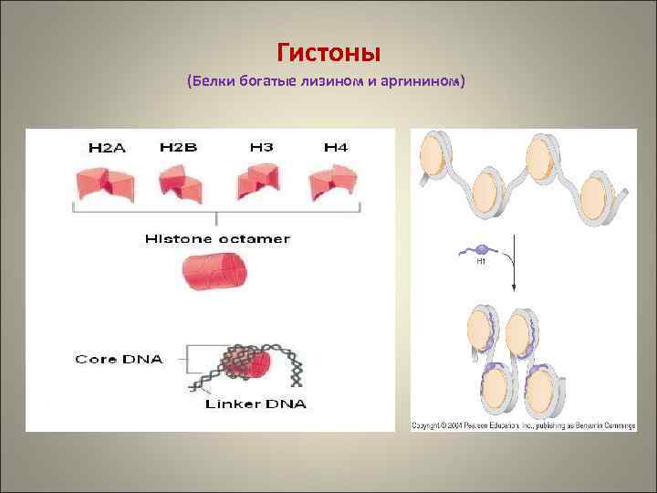 Белки гистоны. Синтез белков гистонов. Гистоновые белки обеспечивают. Гистоны формула.