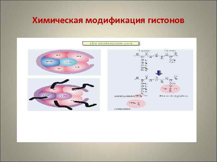 Химическая модификация