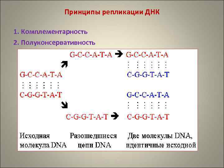 Принципы репликации ДНК 1. Комплементарность 2. Полуконсервативность 