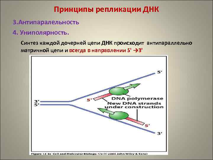 Цепи днк антипараллельны