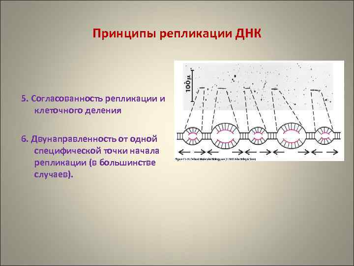 Принципы репликации ДНК 5. Согласованность репликации и клеточного деления 6. Двунаправленность от одной специфической