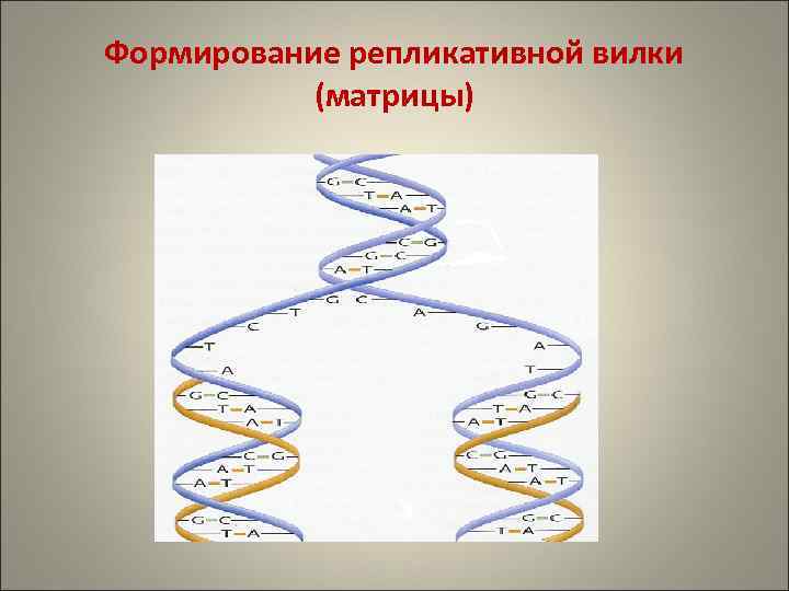 Формирование репликативной вилки (матрицы) 