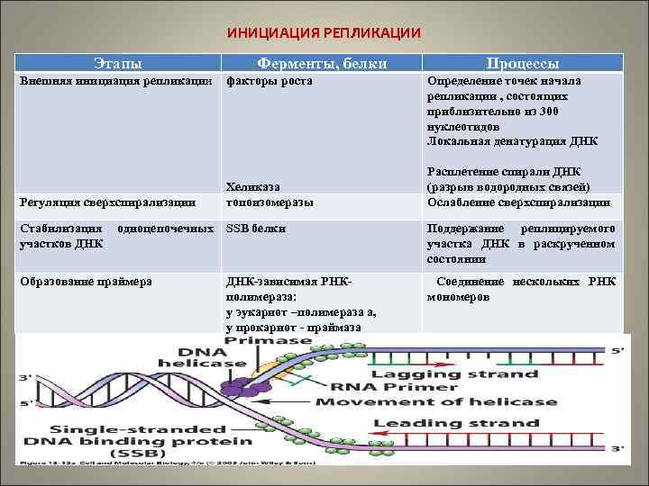 ИНИЦИАЦИЯ РЕПЛИКАЦИИ Этапы Внешняя инициация репликации Регуляция сверхспирализации Стабилизация участков ДНК одноцепочечных Образование праймера