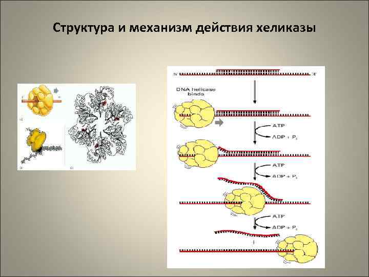 Структура и механизм действия хеликазы 