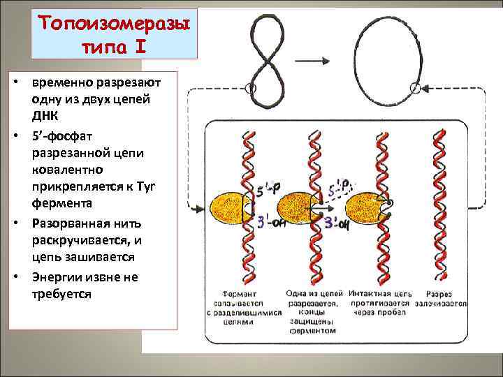 Матричная цепь днк