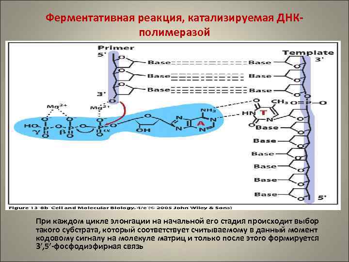 Ферментативная реакция, катализируемая ДНКполимеразой При каждом цикле элонгации на начальной его стадия происходит выбор