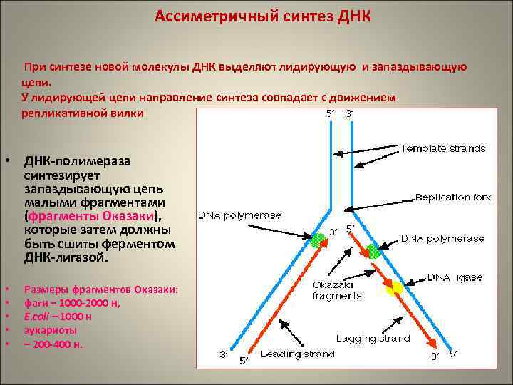 Синтезируется на днк. Синтез лидирующей цепи ДНК. Репликация ДНК лидирующая и отстающая цепи. Репликативный Синтез ДНК. Синтез отстающей цепи ДНК.