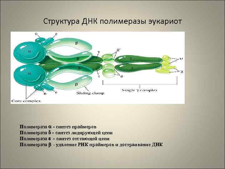 Структура ДНК полимеразы эукариот Полимераза - синтез праймеров Полимераза - синтез лидирующей цепи Полимераза