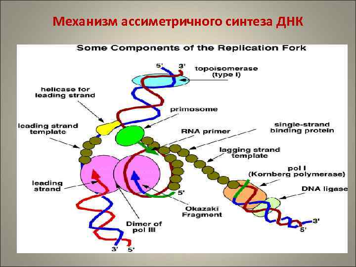 Механизм ассиметричного синтеза ДНК 