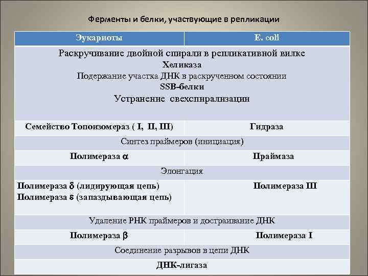 Ферменты и белки, участвующие в репликации Эукариоты E. coli Раскручивание двойной спирали в репликативной