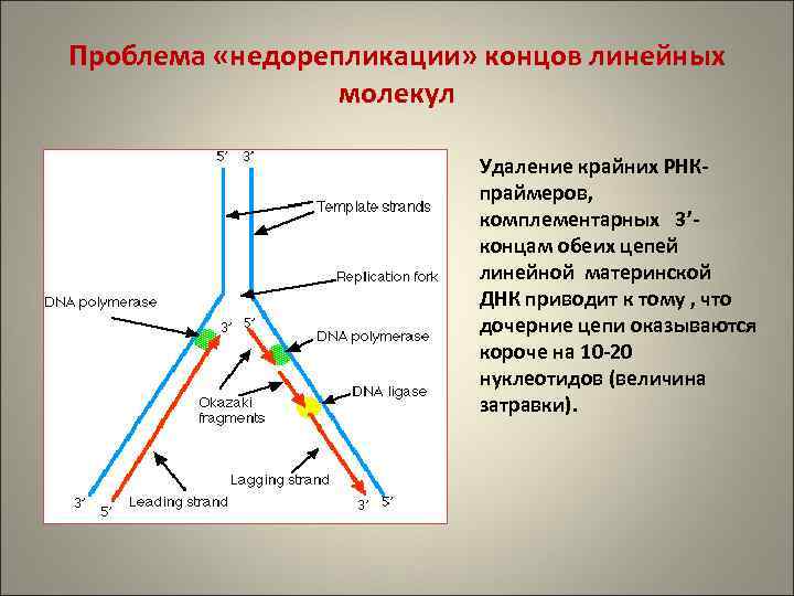 Проблема «недорепликации» концов линейных молекул Удаление крайних РНКпраймеров, комплементарных 3’концам обеих цепей линейной материнской