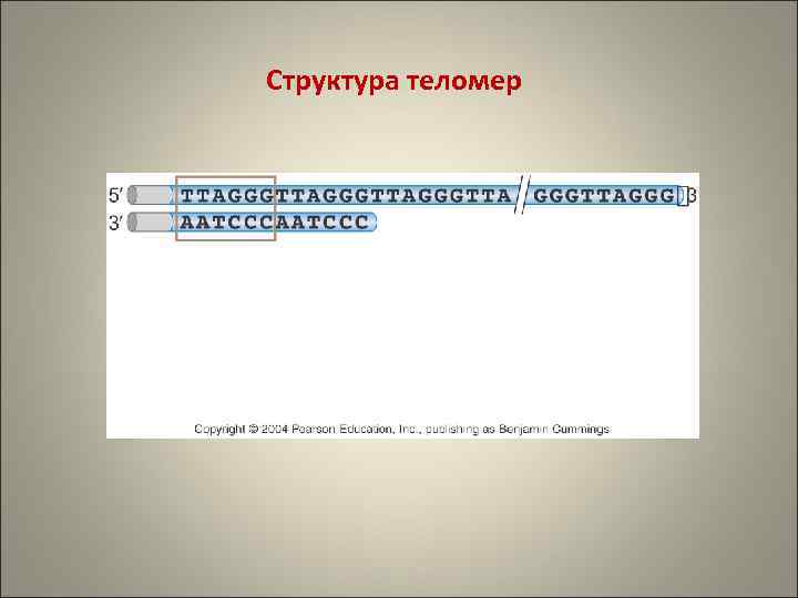 Структура теломер 