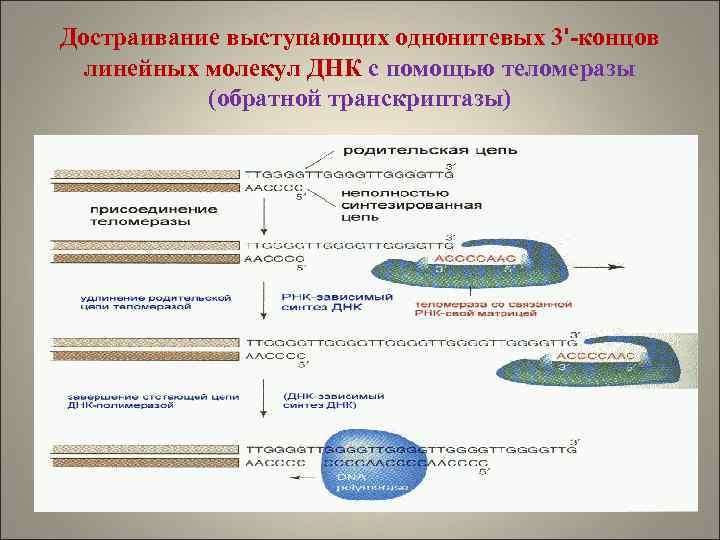 Достраивание выступающих однонитевых 3'-концов линейных молекул ДНК с помощью теломеразы (обратной транскриптазы) 