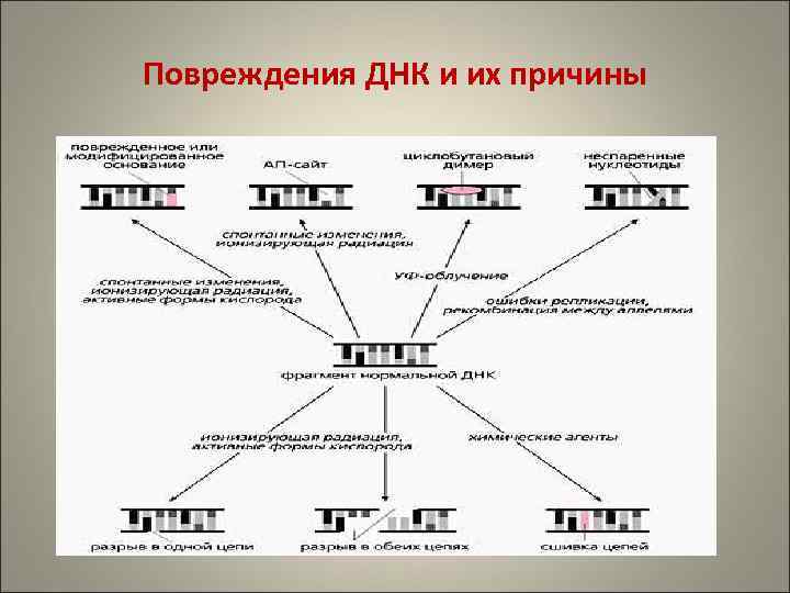 Повреждения ДНК и их причины 