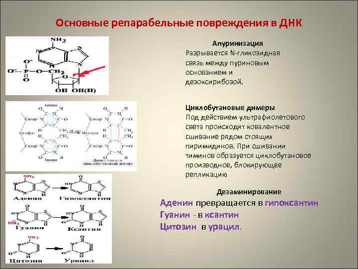 Основные репарабельные повреждения в ДНК Апуринизация Разрывается N-гликозидная связь между пуриновым основанием и дезоксирибозой.