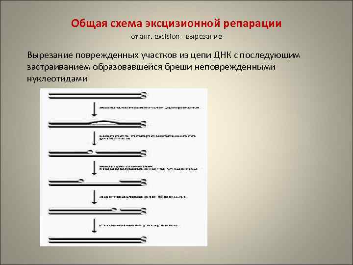 Общая схема эксцизионной репарации от анг. excision - вырезание Вырезание поврежденных участков из цепи