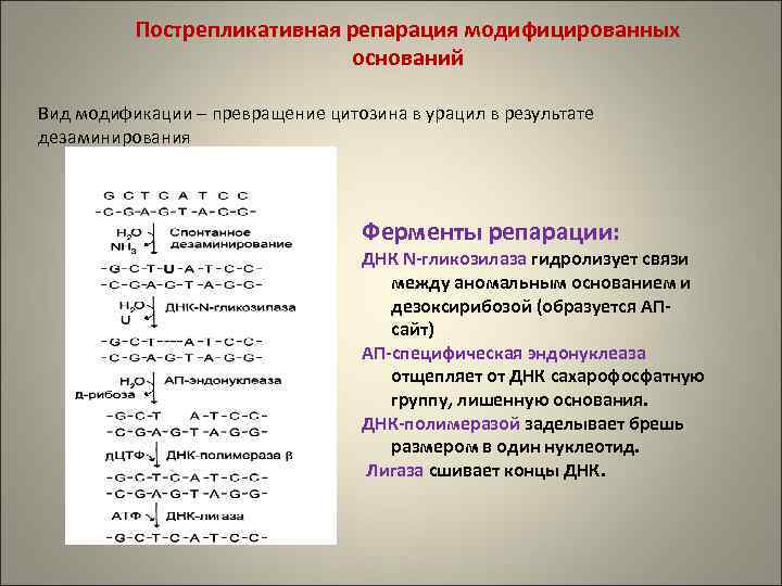 Пострепликативная репарация модифицированных оснований Вид модификации – превращение цитозина в урацил в результате дезаминирования