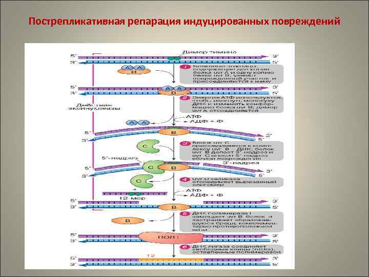 Пострепликативная репарация индуцированных повреждений 