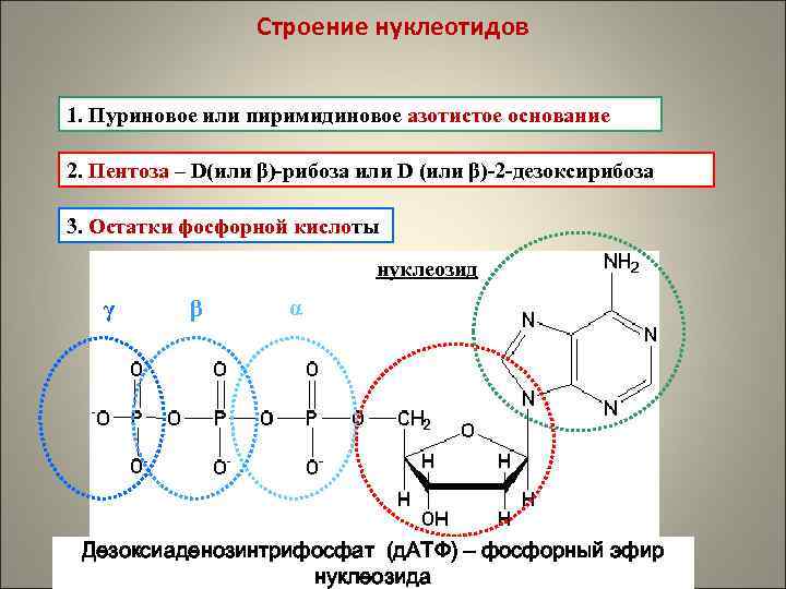 Строение нуклеотида азотистое основание. Строение пиримидиновых нуклеотидов. Строение нуклеотида пентоза. Структура пентоз и азотистых оснований.. Строение азотистых остатков.