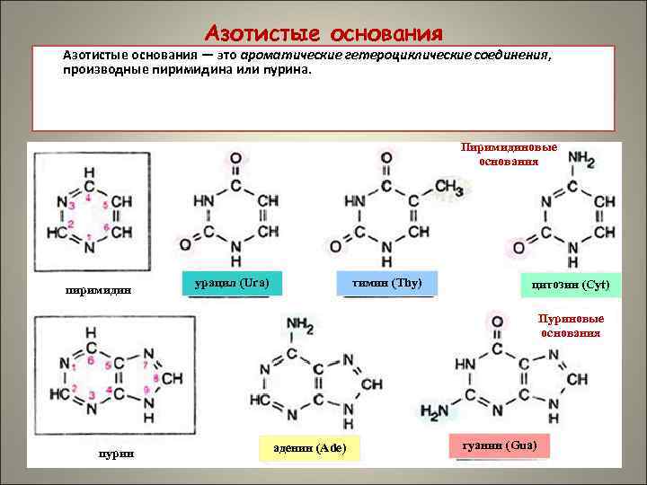 Пурины азотистые основания