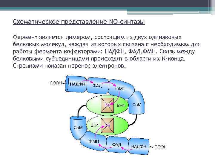 Схематическое представление NO-синтазы Фермент является димером, состоящим из двух одинаковых белковых молекул, каждая из