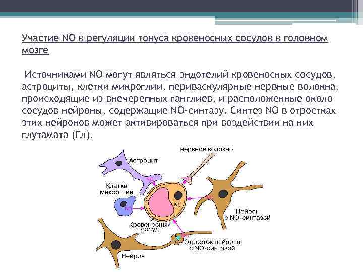 Участие NO в регуляции тонуса кровеносных сосудов в головном мозге Источниками NO могут являться