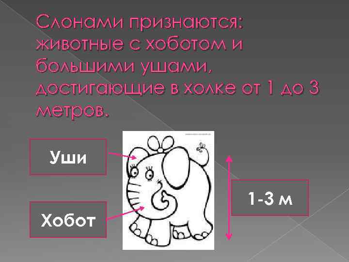 Слонами признаются: животные с хоботом и большими ушами, достигающие в холке от 1 до