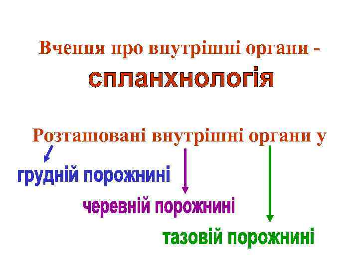 Вчення про внутрішні органи - Розташовані внутрішні органи у 