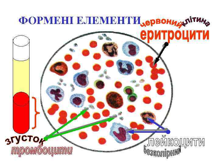 ФОРМЕНІ ЕЛЕМЕНТИ 